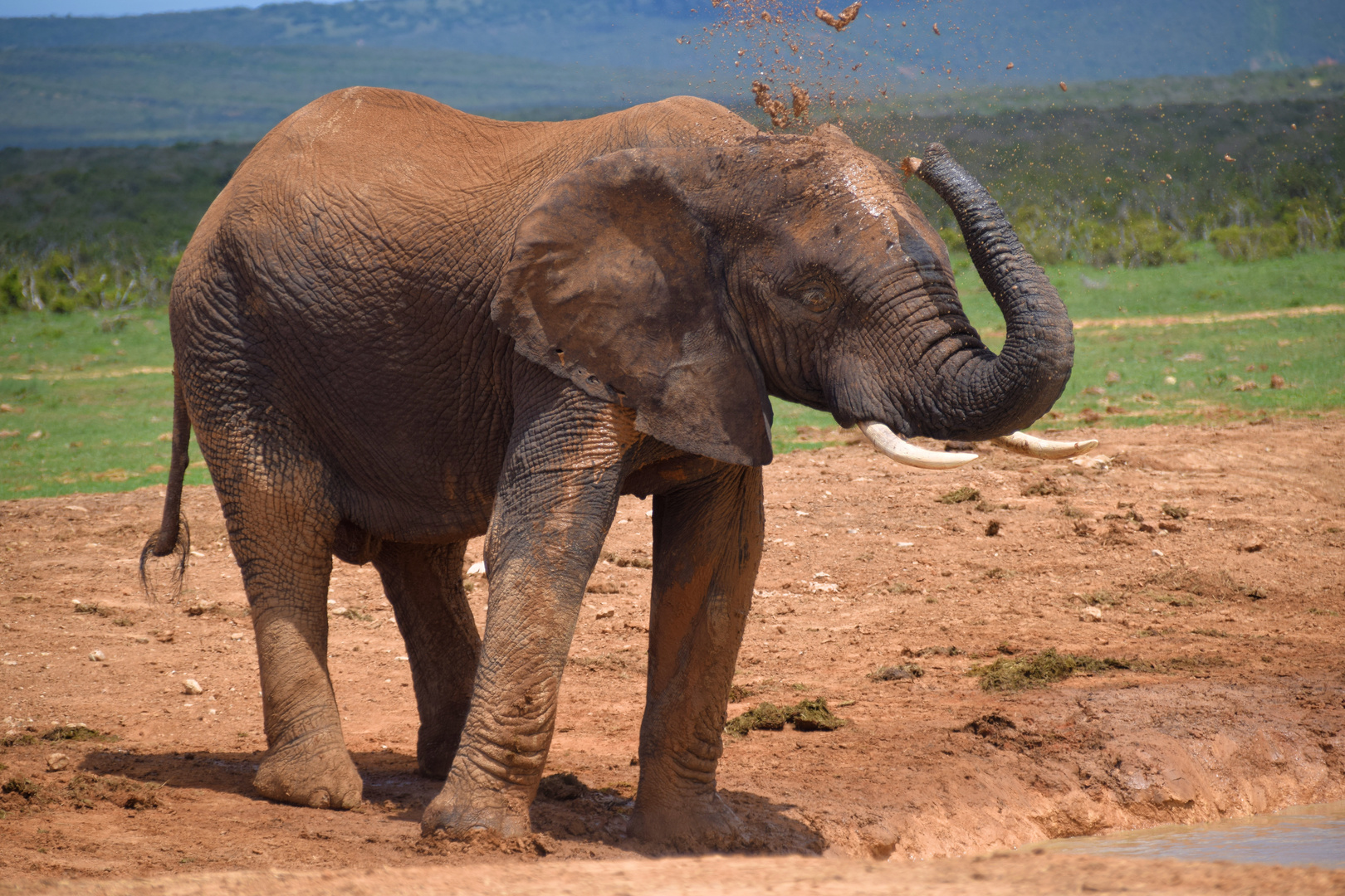 Südafrika Addo Elephant Park