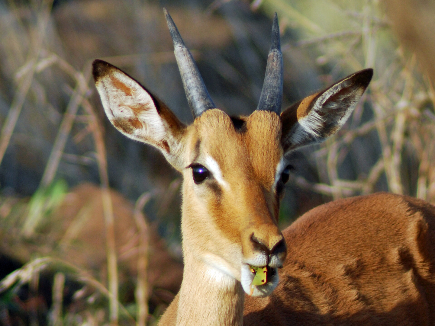 Südafrika, Antilope Foto & Bild | tiere, wildlife, natur Bilder auf ...