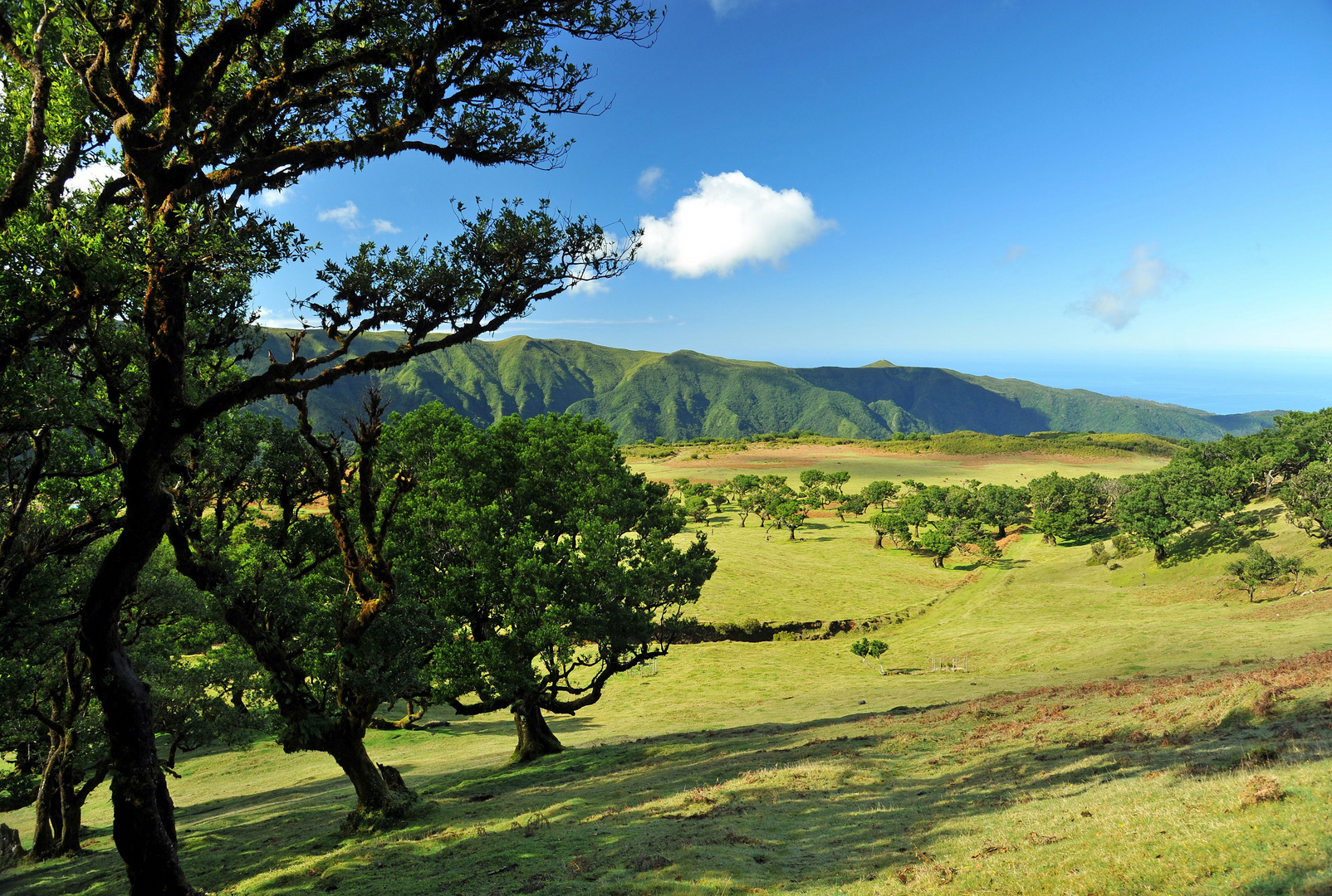 Südafrika auf Madeira