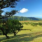 Südafrika auf Madeira