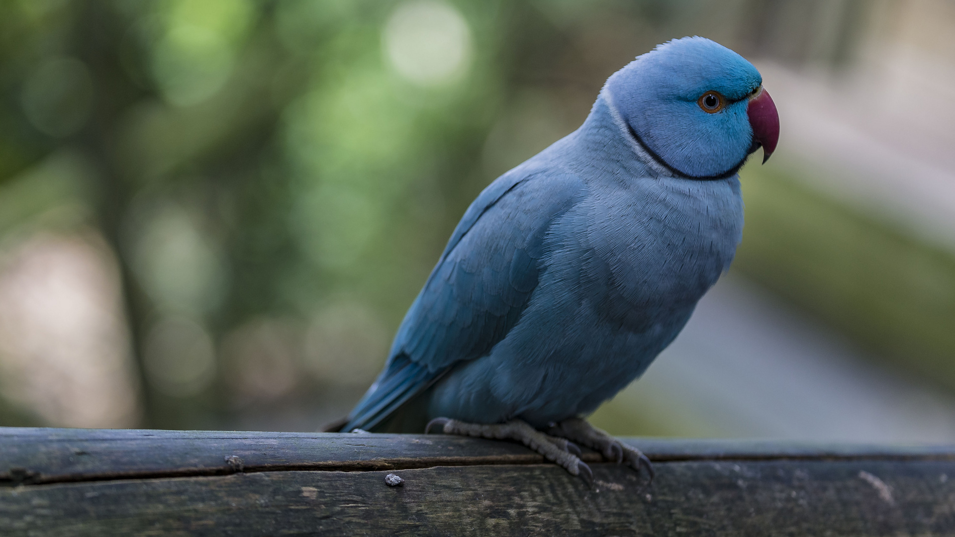 SÜDAFRIKA - blauer Papageienvogel