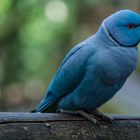 SÜDAFRIKA - blauer Papageienvogel