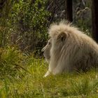 SÜDAFRIKA - DER WEISSE KÖNIG DER TIERE