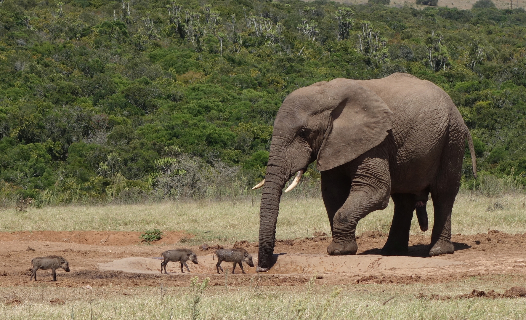 Südafrika Gardenroute, Addo Elephant NP, immer schön der Reihe nach