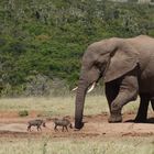 Südafrika Gardenroute, Addo Elephant NP, immer schön der Reihe nach