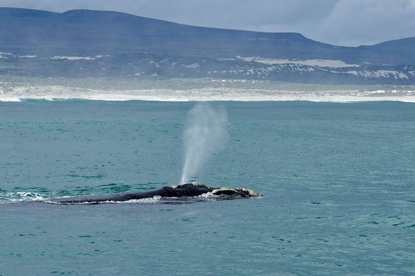 Südafrika, Hermanus / South Africa, Hermanus