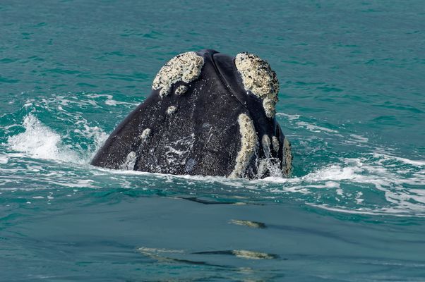 Südafrika, Hermanus / South Africa, Hermanus