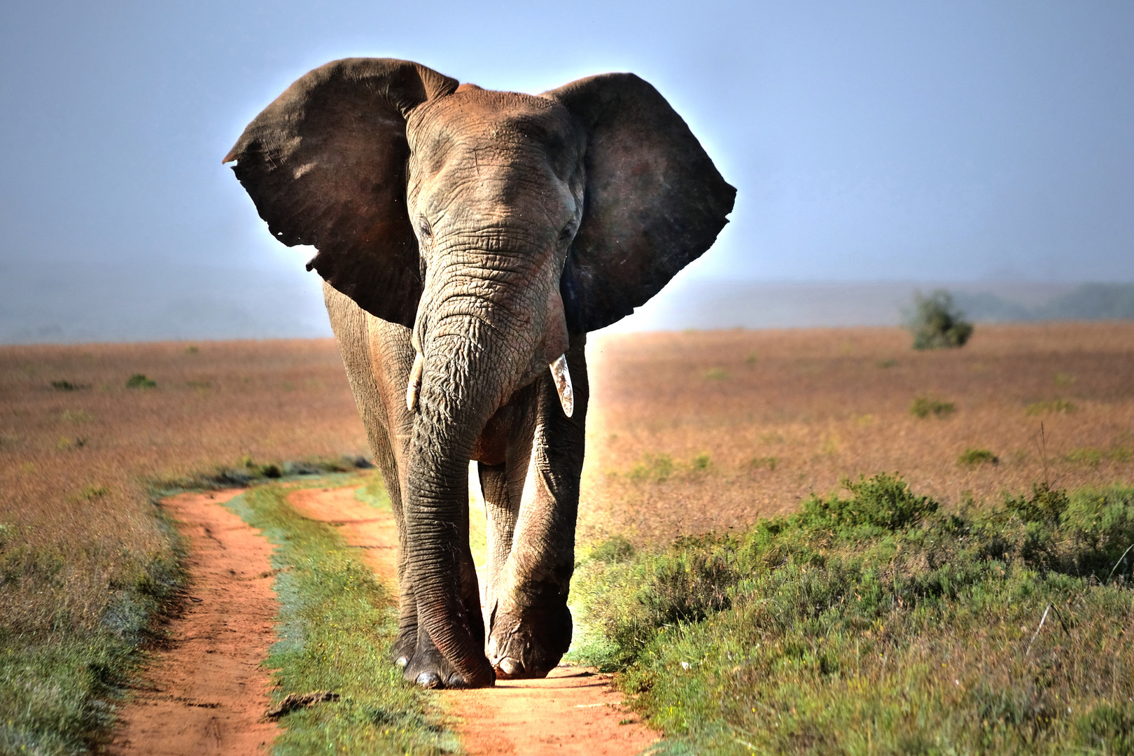 Südafrika / HillsNek Safaris