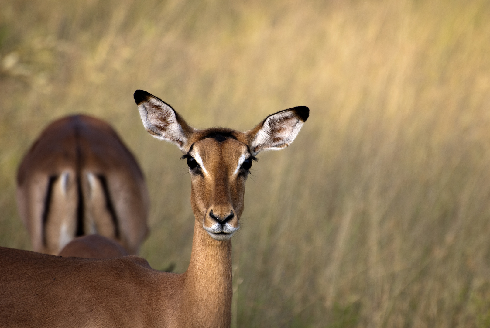 Südafrika: Impala im Kruger NP