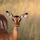 Südafrika: Impala im Kruger NP