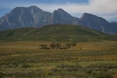 Südafrika - Kapstadt - kleine Karoo - Halbwüste 1