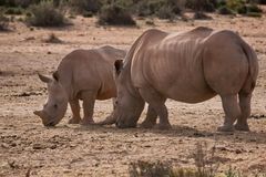 Südafrika - Kapstadt - kleine Karoo - Halbwüste 3