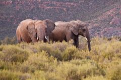 Südafrika - Kapstadt - kleine Karoo - Halbwüste 5 - Elefanten