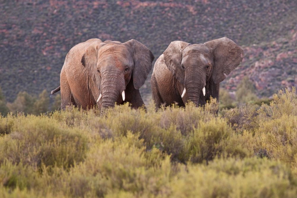 Südafrika - Kapstadt - kleine Karoo - Halbwüste 6 - Elefanten