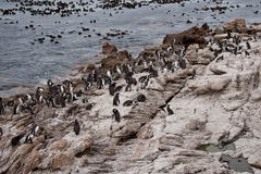 Südafrika - Kapstadt - Pinguin - Pinguine - Betty's Bay 1