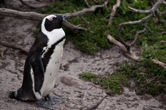 Südafrika - Kapstadt - Pinguin - Pinguine - Betty's Bay 2