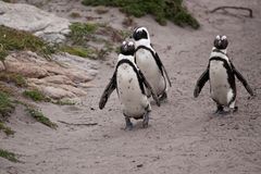 Südafrika - Kapstadt - Pinguin - Pinguine - Betty's Bay 2