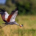 Südafrika-Kronenkranich (Grey crowned crane)