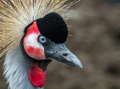 Südafrika-Kronenkranich Portrait