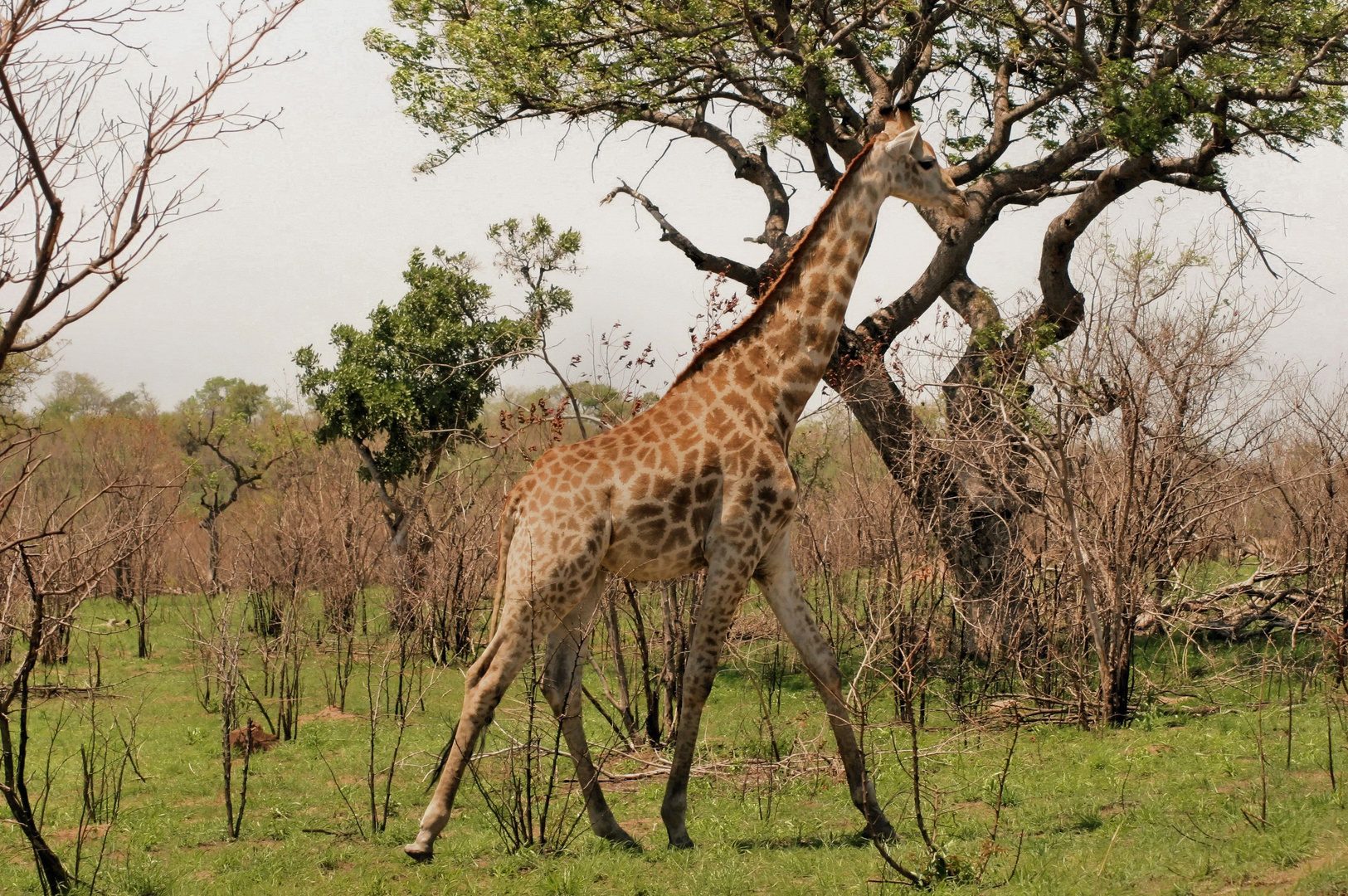 Südafrika Krüger Nationalpark