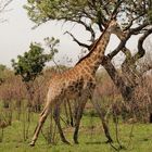 Südafrika Krüger Nationalpark