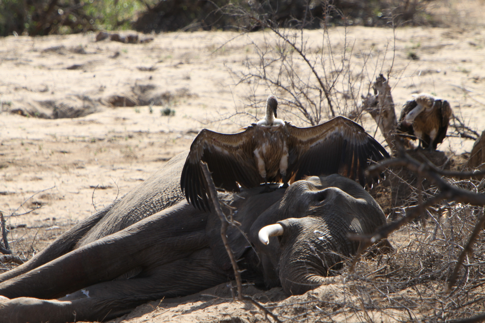 Südafrika Krüger Nationalpark: Nun ist der Elefant leider tot :-(