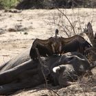 Südafrika Krüger Nationalpark: Nun ist der Elefant leider tot :-(