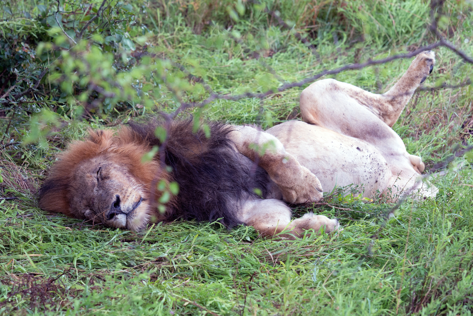 Südafrika - Krügerpark - Lion - erschöpft