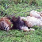 Südafrika - Krügerpark - Lion - erschöpft