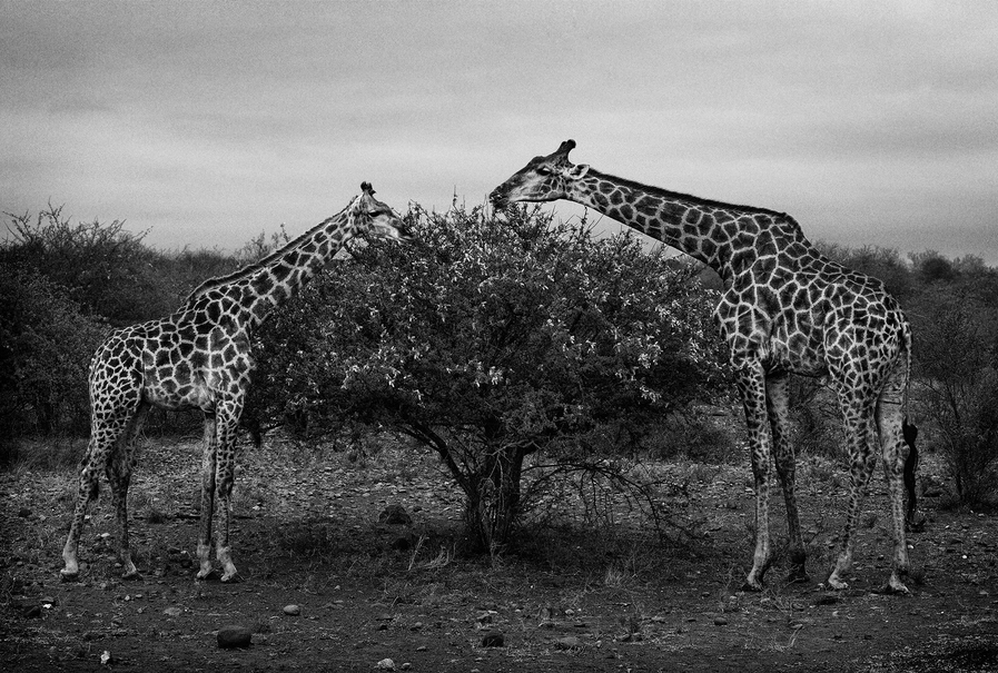 Südafrika / Kruger