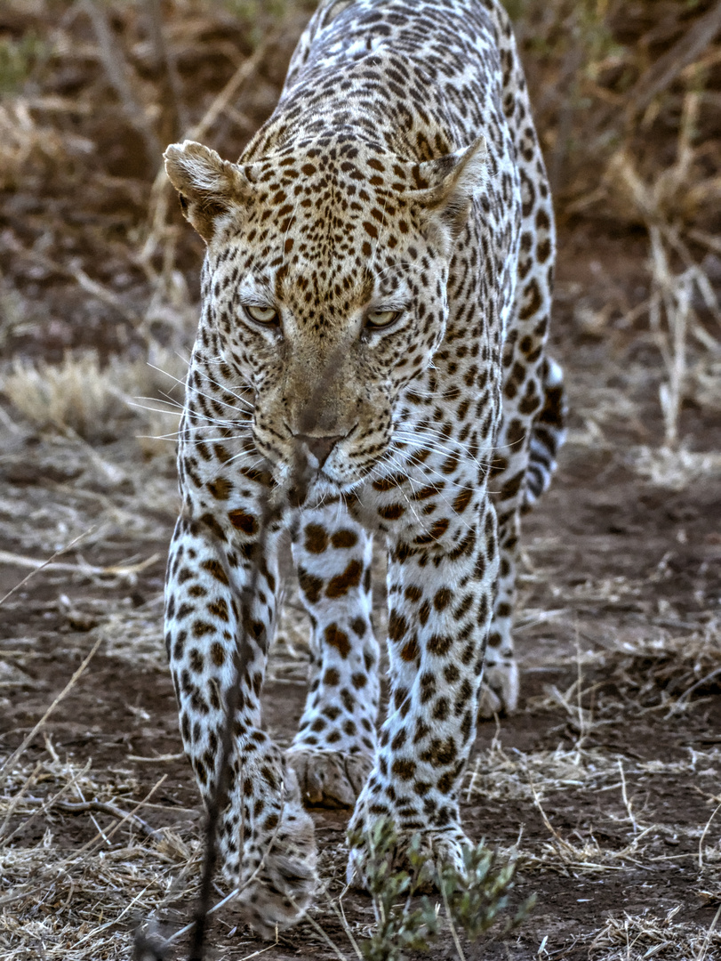 Südafrika / Madikwe Game Reserve