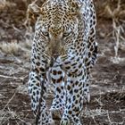 Südafrika / Madikwe Game Reserve