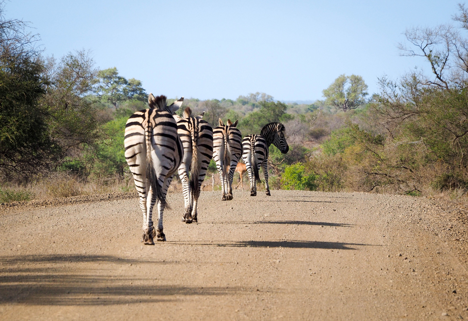 Südafrika Mai 2016 (193 von 639)