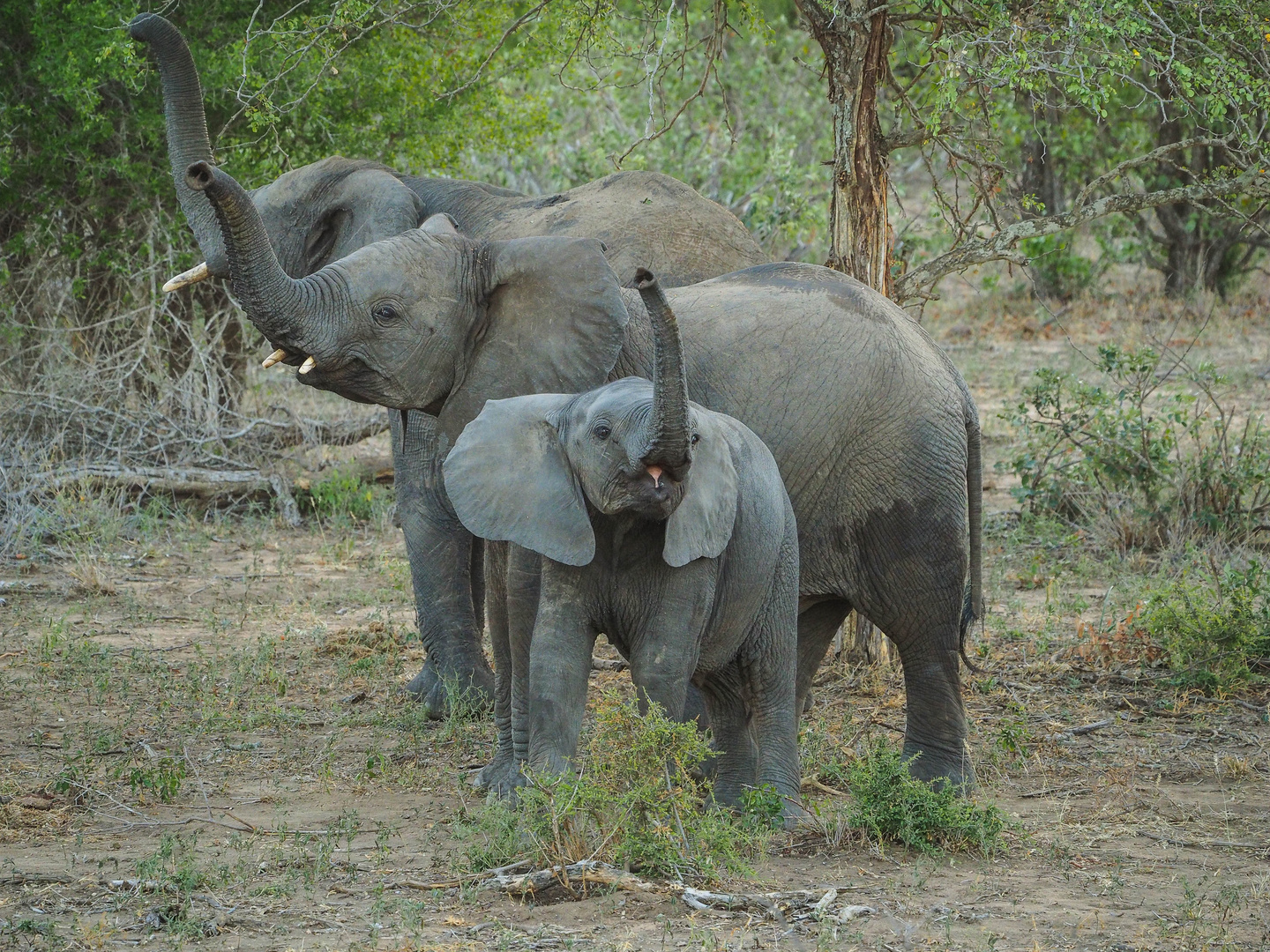 Südafrika Mai 2016 (356 von 639)