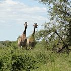 Südafrika (Nationalpark)