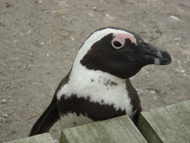 Südafrika -- Pinguin