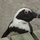 Südafrika -- Pinguin
