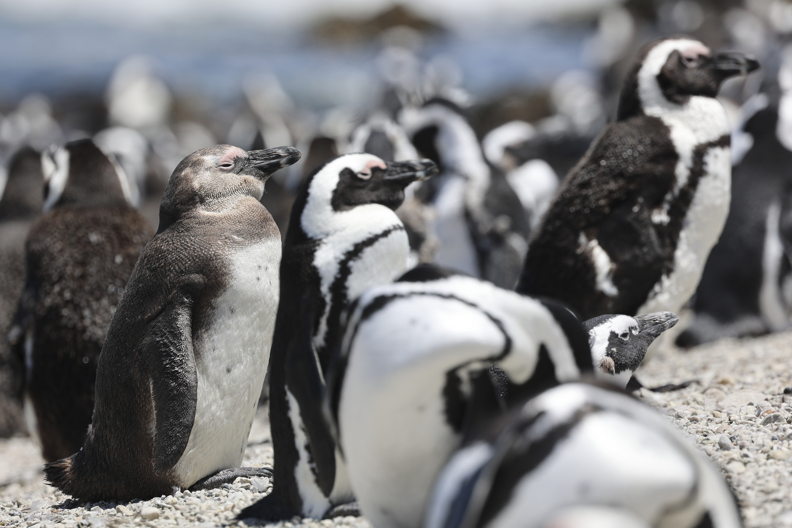 Südafrika Pinguin