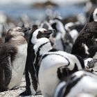 Südafrika Pinguin