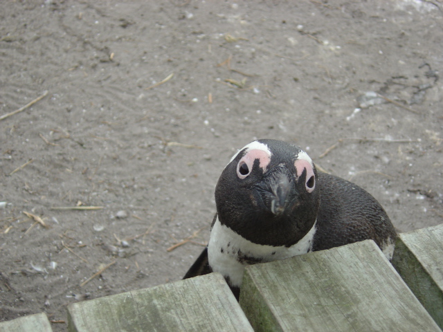 Südafrika -- Pinguin2