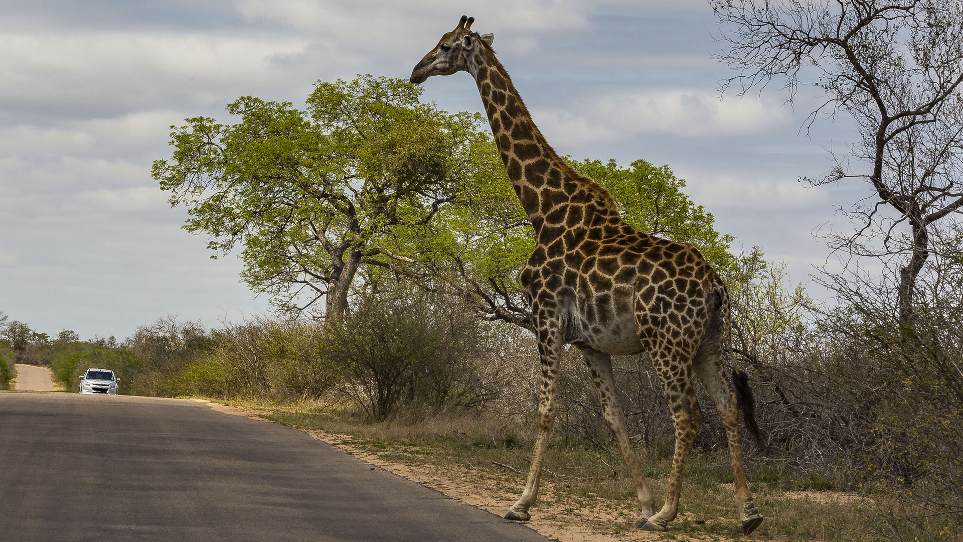 SÜDAFRIKA - WEG FREI MACHEN ! DIE GIRAFFE KOMMT 