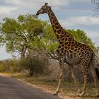 SÜDAFRIKA - WEG FREI MACHEN ! DIE GIRAFFE KOMMT 