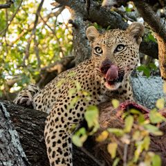 Südafrika – Wilde Tiere im Sabi Sand Reserve Impression 1 	