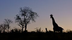 Südafrika – Wilde Tiere im Sabi Sand Reserve Impression 10 	