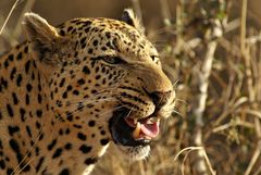 Südafrika – Wilde Tiere im Sabi Sand Reserve Impression 11 	