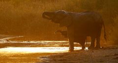 Südafrika – Wilde Tiere im Sabi Sand Reserve Impression 12 	