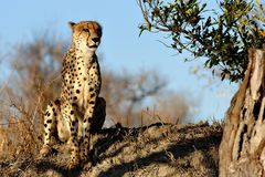 Südafrika – Wilde Tiere im Sabi Sand Reserve Impression 14 