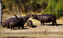 Südafrika – Wilde Tiere im Sabi Sand Reserve Impression 15 	