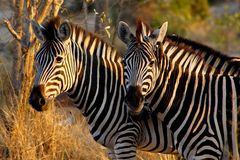 Südafrika – Wilde Tiere im Sabi Sand Reserve Impression 16 	