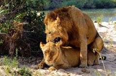 Südafrika – Wilde Tiere im Sabi Sand Reserve Impression 16 	